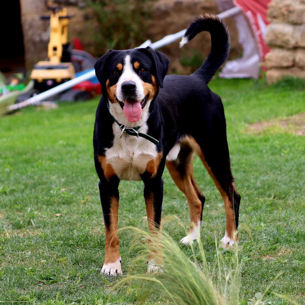Tino Du Mystère Des Bastides